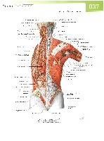 Sobotta  Atlas of Human Anatomy  Trunk, Viscera,Lower Limb Volume2 2006, page 44